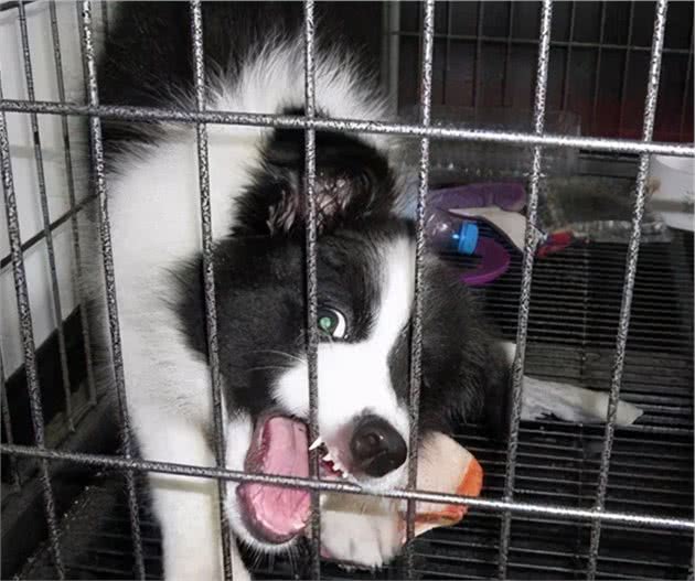 这5件事，对边境牧羊犬来说，就是上刑