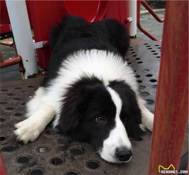 这5件事，对边境牧羊犬来说，就是上刑