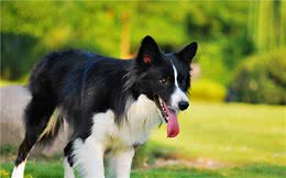 这5件事，对边境牧羊犬来说，就是上刑