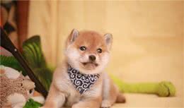 线上入手柴犬靠谱吗？网上买柴犬有什么流程？