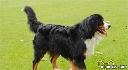 这5种中华田园犬，国犬门面担当门面担当