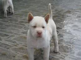 这5种中华田园犬，国犬门面担当门面担当