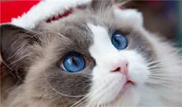 太粘人会被讨厌？在猫猫世界里不存在的！5种粘人猫咪你爱哪只？