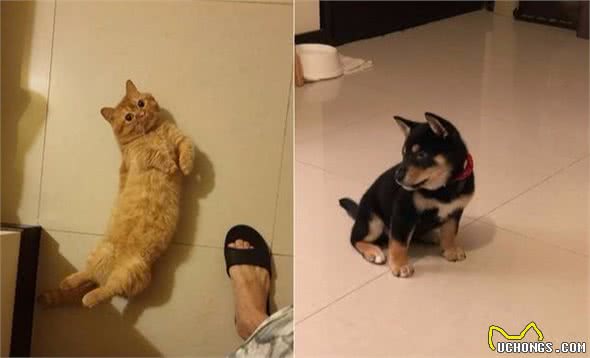 猫咪第一次见到狗，两只猫咪慢动作接近狗狗，看得黑柴压力山大