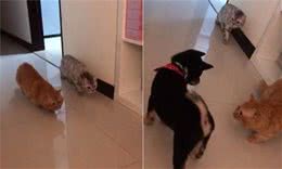 猫咪第一次见到狗，两只猫咪慢动作接近狗狗，看得黑柴压力山大