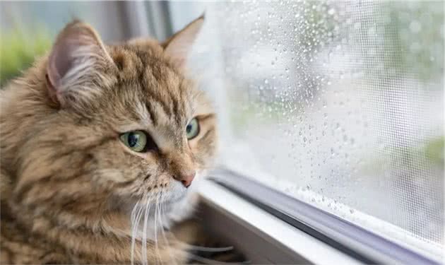 猫猫的忠诚度真的比狗低吗？其实并不是，只是你还没有真正懂他