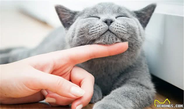 猫猫的忠诚度真的比狗低吗？其实并不是，只是你还没有真正懂他