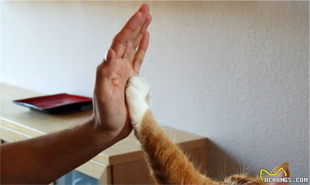 猫猫的忠诚度真的比狗低吗？其实并不是，只是你还没有真正懂他