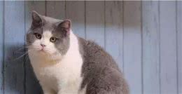 养英国短毛猫有5个“好”，谁养谁知道