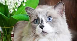 盘点4种最贵的猫咪：一般家里没矿的人，都不敢饲养