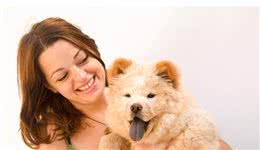 为何松狮犬慢慢多人喜欢了？这几点，看了都忍不住想养