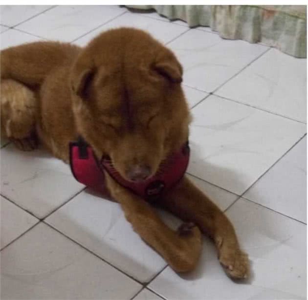 网友说乱吹田园犬，他根本不懂田园犬多厉害