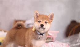 揭秘10大蠢狗排名，柴犬上榜了？还有这些狗也在榜上
