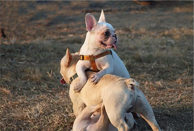 法国斗牛犬为什么很少人养？除了贵，还有这几个原因