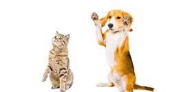 如何管理犬猫的“困难型”糖尿病？一文告诉你