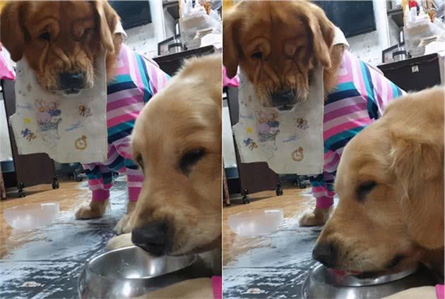 金毛吃饭太快，转头见哥哥碗里还有，气到脸变形哈哈哈