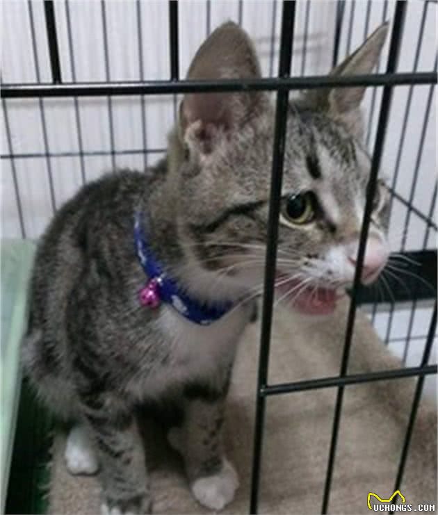 猫咪也能听懂人话？铲屎官只是随口说说，狸花猫竟前来赴约