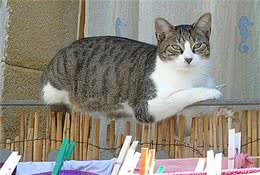 猫咪也能听懂人话？铲屎官只是随口说说，狸花猫竟前来赴约