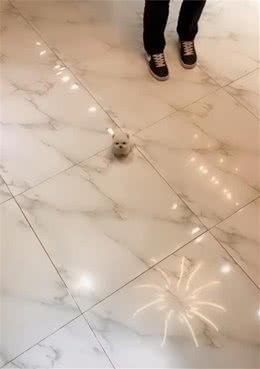 小狗长得玲珑小巧，没人的鞋子长，拉近镜头一瞧让人尖叫了
