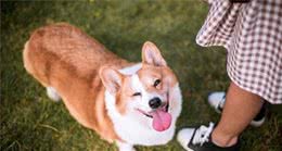 狗狗虽然不会说话，但是他们对你的爱，却表现在这些点点滴滴上面