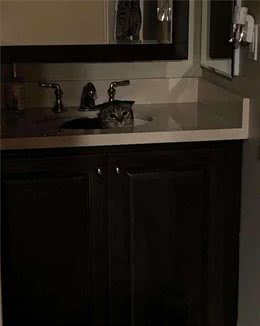 陌生狗狗借宿，胆小猫咪被迫在洗手盆过夜，这到底是谁的地盘！