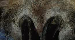 狗的蠕形螨是什么样子