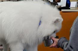 犬界里最贪吃的6种狗狗，“雪橇三傻”都聚齐了，你喂得起吗？