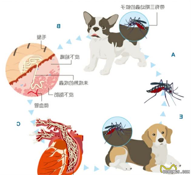 了解猫狗这6种常见体内寄生虫，你以后在家也能科学的给宠物驱虫
