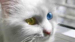 田园猫中的贵族-临清狮子猫