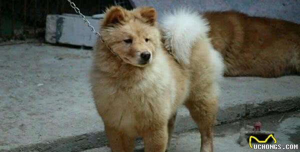 它是我国最古老的犬种之一，因肌肉发达，汉代时曾一度被充作军粮