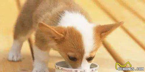 蝴蝶犬的5大缺点，网友：除了最后一点，其它都能接受