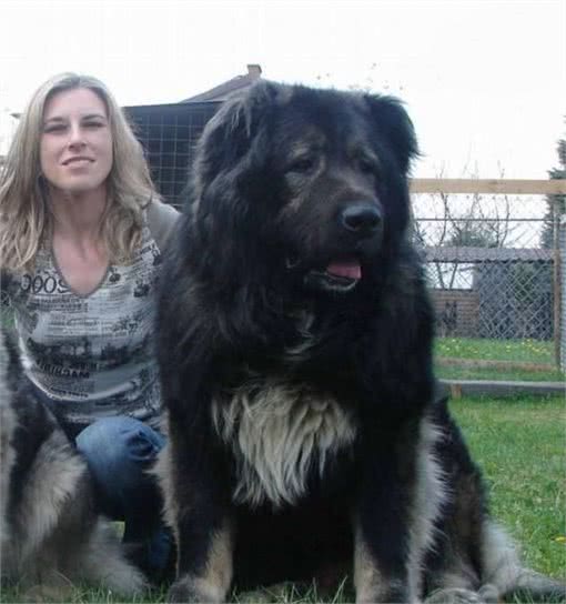 最凶猛的狗，世界十大恶犬排行榜！世界第一猛犬有多厉害？