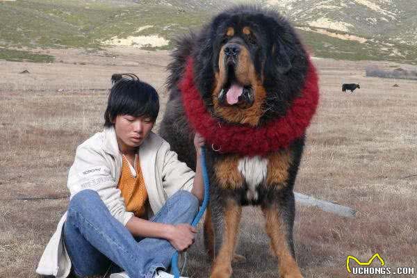 最凶猛的狗，世界十大恶犬排行榜！世界第一猛犬有多厉害？