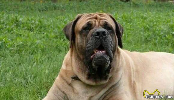 最凶猛的狗，世界十大恶犬排行榜！世界第一猛犬有多厉害？