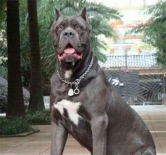 最凶猛的狗，世界十大恶犬排行榜！世界第一猛犬有多厉害？