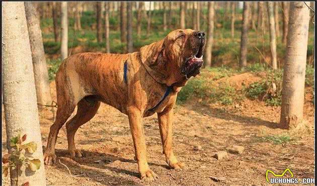 最凶猛的狗，世界十大恶犬排行榜！世界第一猛犬有多厉害？