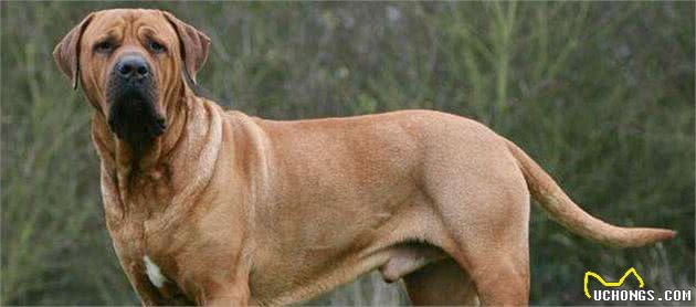 最凶猛的狗，世界十大恶犬排行榜！世界第一猛犬有多厉害？
