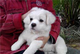 如果狗狗出现这些表现，说明已经被你“养熟”了