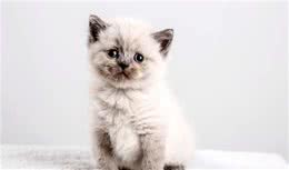 猫咪的分类大全