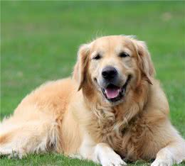 有这6个特征的金毛犬，已经算“老狗”了！你家狗老了吗？