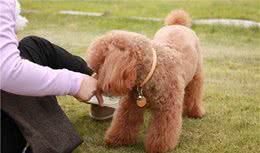 新手须知：泰迪幼犬狗粮喂多少？