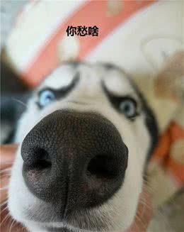 为什么宠物也需要吃保健品呢？支持主粮不好吗？