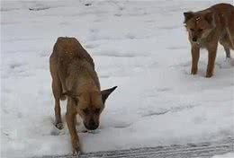 狗妈身中一箭逃脱后，坚持回到小狗身边喂奶，看了眼忍不住心疼