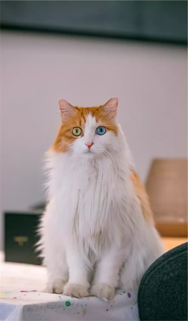 长毛异瞳大橘猫，网友皆叹颜值高，可主人却说它是个“小渣猫”