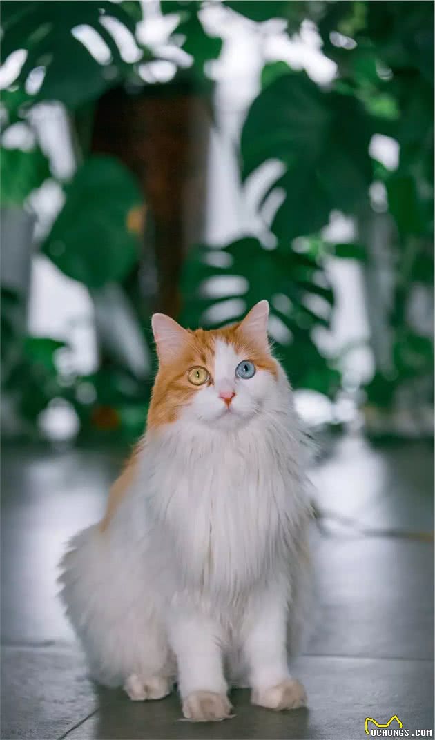 长毛异瞳大橘猫，网友皆叹颜值高，可主人却说它是个“小渣猫”