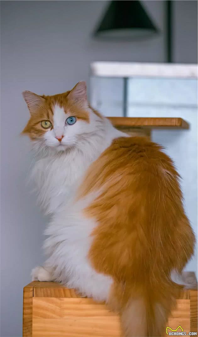 长毛异瞳大橘猫，网友皆叹颜值高，可主人却说它是个“小渣猫”