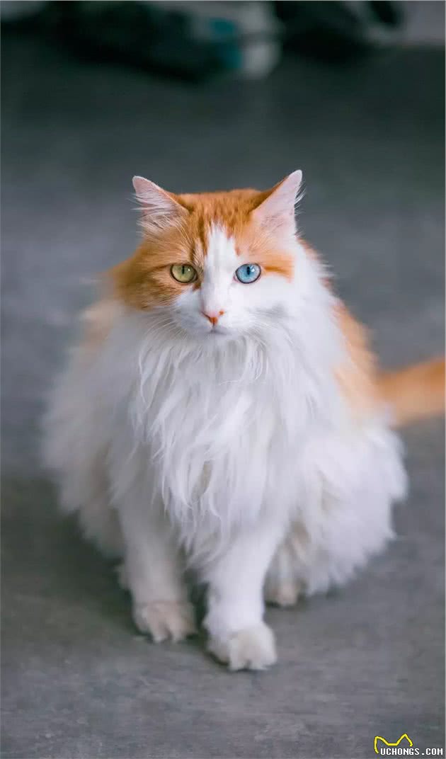 长毛异瞳大橘猫，网友皆叹颜值高，可主人却说它是个“小渣猫”