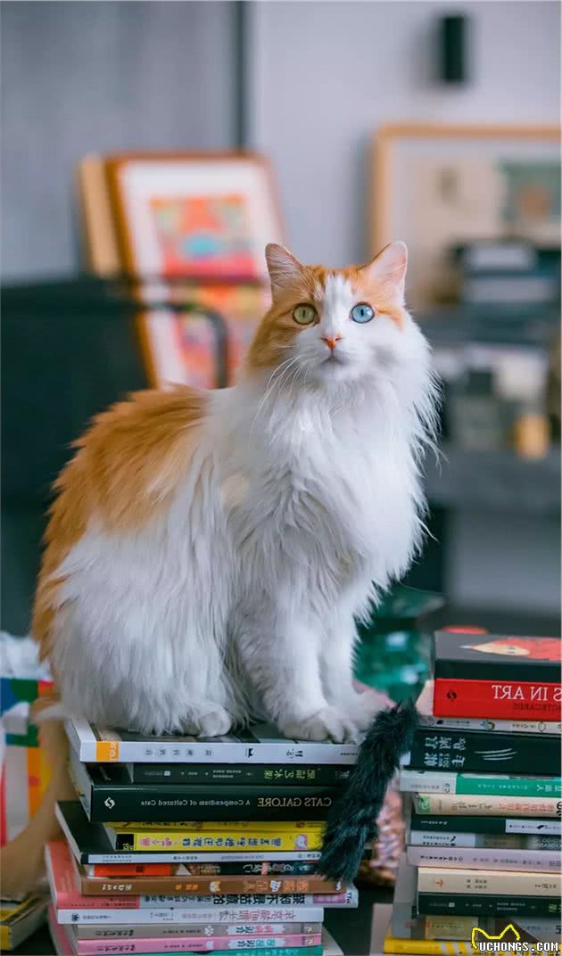 长毛异瞳大橘猫，网友皆叹颜值高，可主人却说它是个“小渣猫”