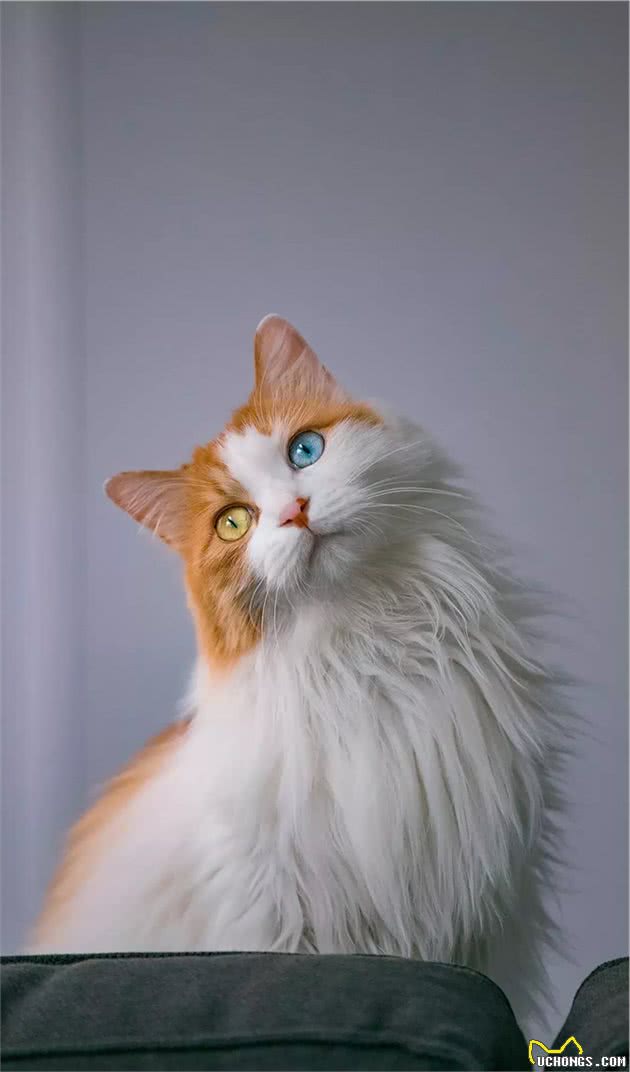 长毛异瞳大橘猫，网友皆叹颜值高，可主人却说它是个“小渣猫”