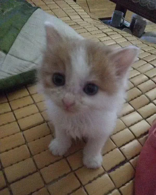 长毛异瞳大橘猫，网友皆叹颜值高，可主人却说它是个“小渣猫”